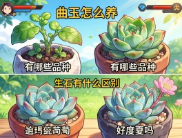 曲玉怎么养,有哪些品种,和生石花有什么区别,好度夏吗