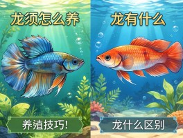 龙须鱼怎么养,养殖技巧有哪些,和龙鱼有什么区别